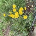 Hawksbeard. Morning Meditation: The Buddha’s rejection of both annihilationism and nihilism offers a profound insight into the nature of existence — one that transcends the conventional ideas of life and death, being and non-being.