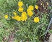 Hawksbeard. Morning Meditation: The Buddha’s rejection of both annihilationism and nihilism offers a profound insight into the nature of existence — one that transcends the conventional ideas of life and death, being and non-being.