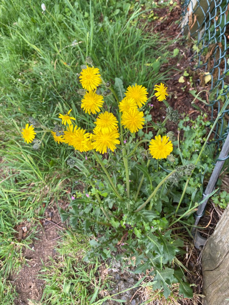 Hawksbeard. 
