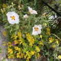 Gum Rockrose and some yellow flowers hanging over a wall. Morning Meditation: The way of mindfulness is always appropriate to the time and the place, to the way things are in their good and bad aspects. Ajahn Sumedho