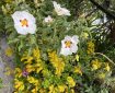 Gum Rockrose and some yellow flowers hanging over a wall. Morning Meditation: The way of mindfulness is always appropriate to the time and the place, to the way things are in their good and bad aspects. Ajahn Sumedho