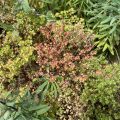 From green to red plants on the bank. Morning Meditation: Get to the point of realising, without doubt, that negative motivations have negative reactions.