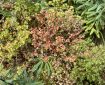 From green to red plants on the bank. Morning Meditation: Get to the point of realising, without doubt, that negative motivations have negative reactions.