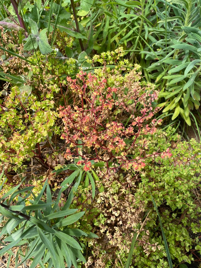 From green to red plants on the bank. From green to red plants on the bank.