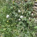 Sow Thistle Morning Meditation: The ultimate source of unskilful actions lies in the three poisonous elements (greed, anger and illusion) within our own mind. Hui Neng