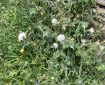 Sow Thistle Morning Meditation: The ultimate source of unskilful actions lies in the three poisonous elements (greed, anger and illusion) within our own mind. Hui Neng