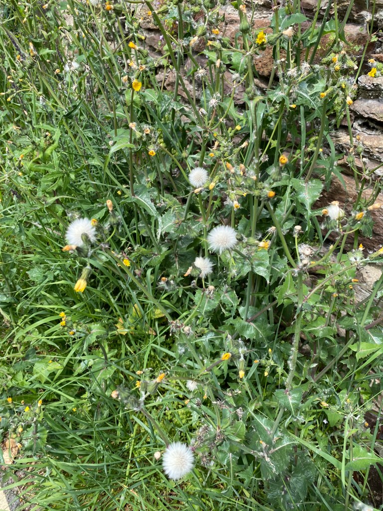 Sow Thistle.