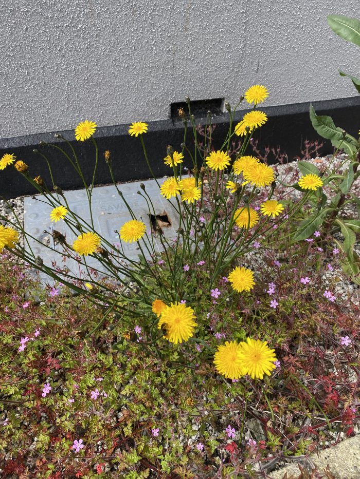 Yellow and pink flowers on the side of the road. 
Morning Meditation: Those who know the teaching of the ‘Sudden’ School and attach no importance to rituals, and whose mind functions always under right views, so that they are absolutely free from defilements or contaminations, are said to know their Essence of Mind. Hui Neng