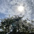 A white Clematis climbing over the fence. Morning Meditation: ‘May all those lost in gloom, awaken to the brightness of awareness.’