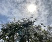 A white Clematis climbing over the fence. Morning Meditation: ‘May all those lost in gloom, awaken to the brightness of awareness.’