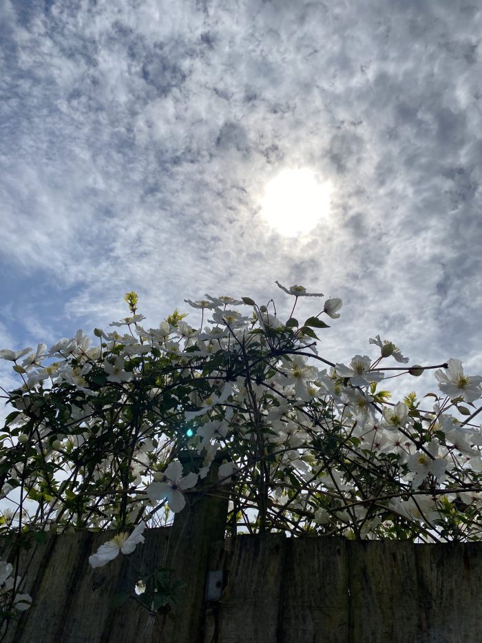 A white Clematis climbing over the fence.