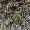 Some new growth in a hedge. Morning Meditation: We are powerless to change the past, but the moment has endless possibilities. Zen Graffiti
