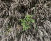 Some new growth in a hedge. Morning Meditation: We are powerless to change the past, but the moment has endless possibilities. Zen Graffiti