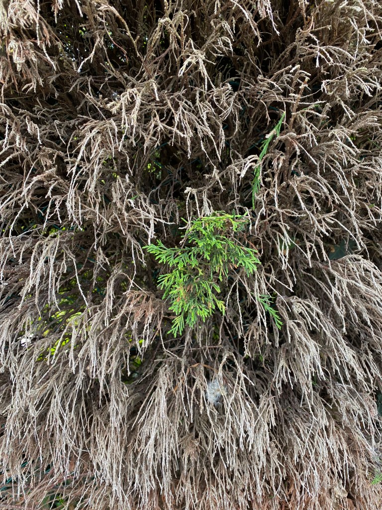 Some new growth in a hedge. 