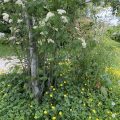 Rowan in flower surrounded by buttercups. Morning meditation: May all beings realise that Dukkha will disappear with awareness.