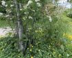 Rowan in flower surrounded by buttercups. Morning meditation: May all beings realise that Dukkha will disappear with awareness.