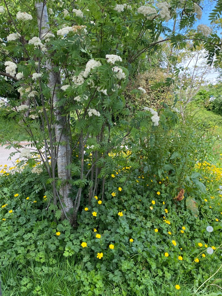 Rowan in flower surrounded by buttercups.