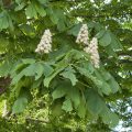 Horse Chestnuts. Morning Meditation: You don’t have to be a vegetarian to be a Buddhist, but it certainly helps the beings you decide not to eat. Zen Graffiti
