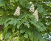 Horse Chestnuts. Morning Meditation: You don’t have to be a vegetarian to be a Buddhist, but it certainly helps the beings you decide not to eat. Zen Graffiti