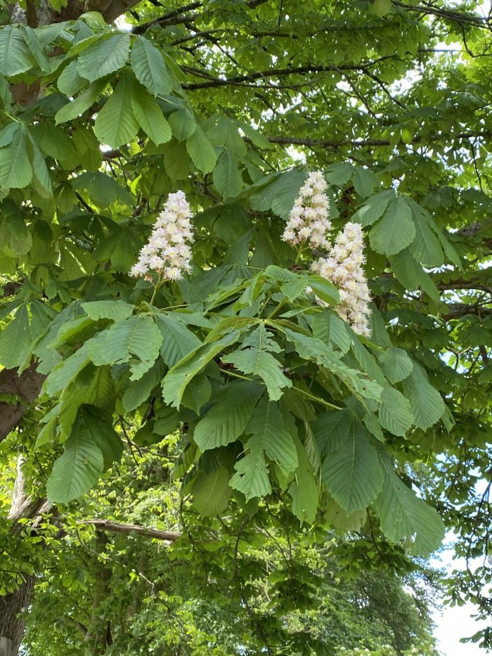 Horse Chestnuts. Morning Meditation: You don’t have to be a vegetarian to be a Buddhist, but it certainly helps the beings you decide not to eat. Zen Graffiti