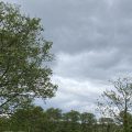 Trees and a grey sky. Morning Meditation: Sometimes, something drives us forward to effect change; something pulls against the outer appearance of our world and implies further dimension, something unknown, mysterious. John Aske