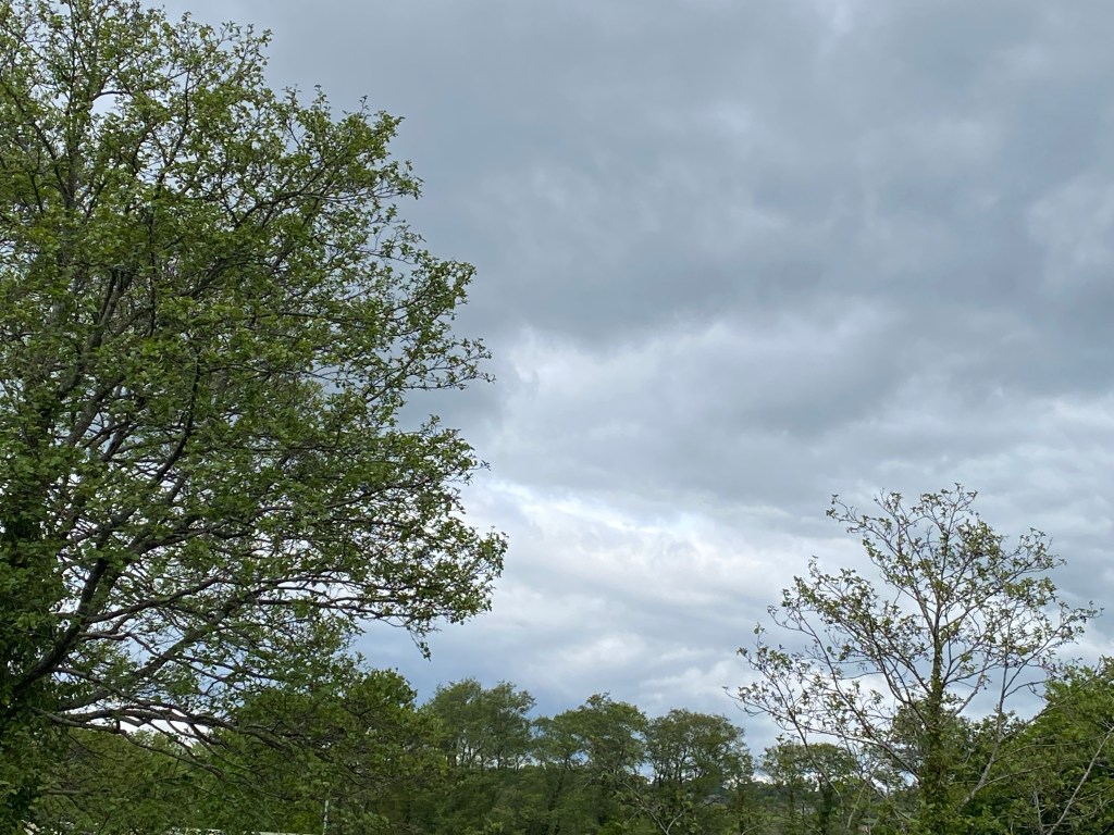 Trees and a grey sky.
