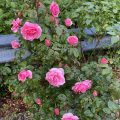 Pink Roses. Morning Meditation: 1. In one instant, as it is, is an infinite number of kalpas. An infinite number of kalpas are at the same time this one instant. 2. If you see into this fact, The True Self which is seeing has been seen into. Zen Master Mumon (Mumonkan p323)