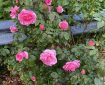 Pink Roses. Morning Meditation: 1. In one instant, as it is, is an infinite number of kalpas. An infinite number of kalpas are at the same time this one instant. 2. If you see into this fact, The True Self which is seeing has been seen into. Zen Master Mumon (Mumonkan p323)