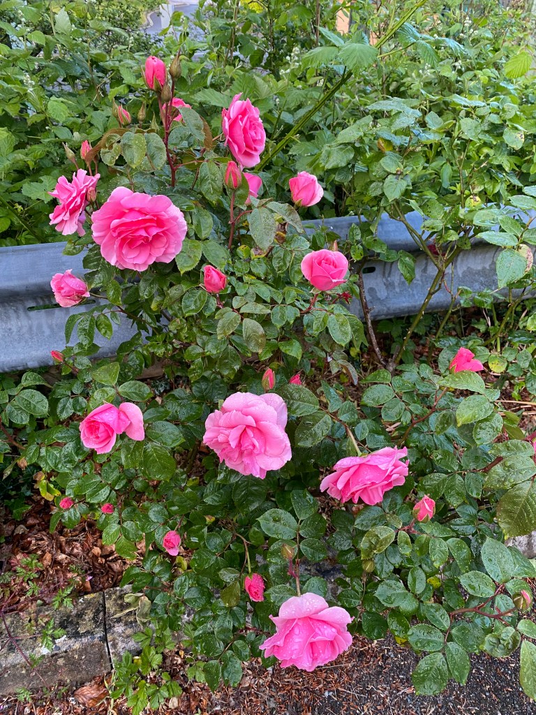 Pink Roses.