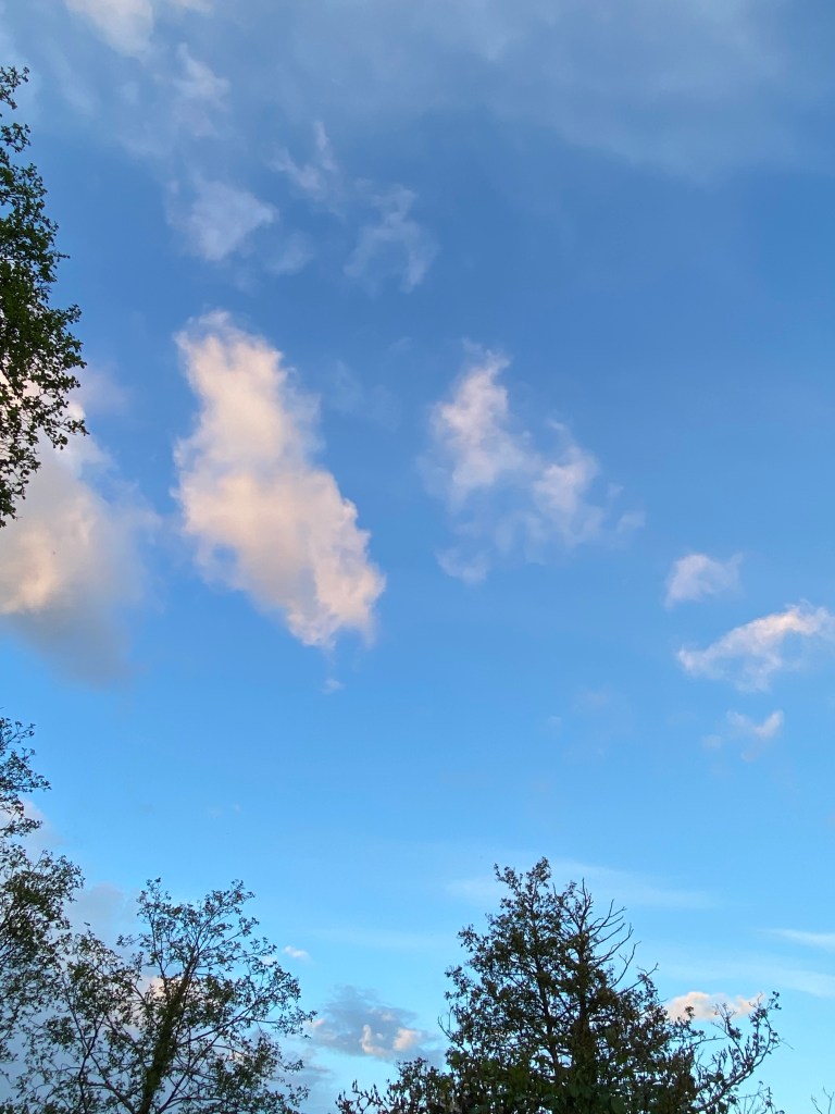 Clouds floating above the trees.