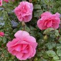 Pink roses holding raindrops. Morning Meditation: But as a real refuge to take in order to see and realise the truth, you can look at the Buddha as that which is mindful, the pure intelligent awareness. Ajahn Sumedho
