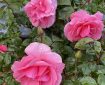 Pink roses holding raindrops. Morning Meditation: But as a real refuge to take in order to see and realise the truth, you can look at the Buddha as that which is mindful, the pure intelligent awareness. Ajahn Sumedho