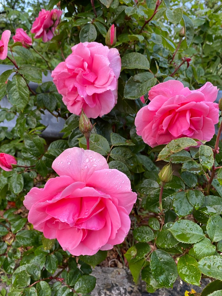 Pink roses holding raindrops.