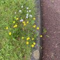 Buttercups and daisies. Morning Meditation: Realising the Unborn is not a matter of intellectual understanding. It is a profound shift in the way one relates to existence itself.