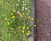 Buttercups and daisies. Morning Meditation: Realising the Unborn is not a matter of intellectual understanding. It is a profound shift in the way one relates to existence itself.