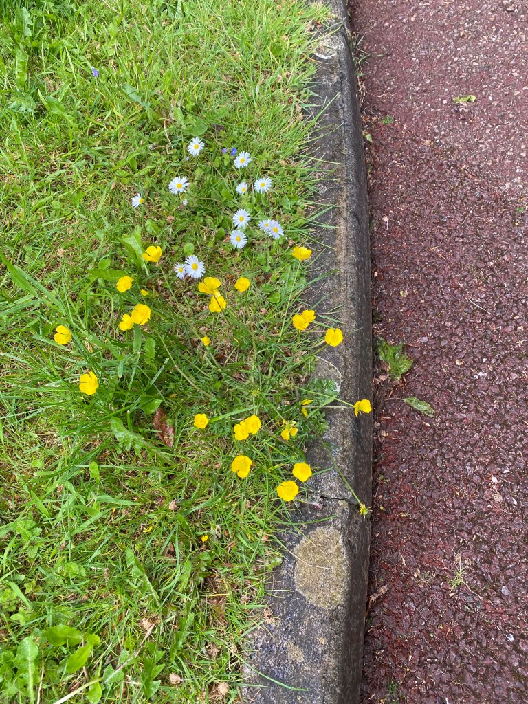 Buttercups and daisies.