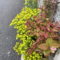 Colourful plants alongside the wall. Morning Meditation: This dual nature — Buddhist teachings as both a path and a reflection of awakened awareness — can profoundly transform our understanding of practice.