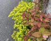 Colourful plants alongside the wall. Morning Meditation: This dual nature — Buddhist teachings as both a path and a reflection of awakened awareness — can profoundly transform our understanding of practice.