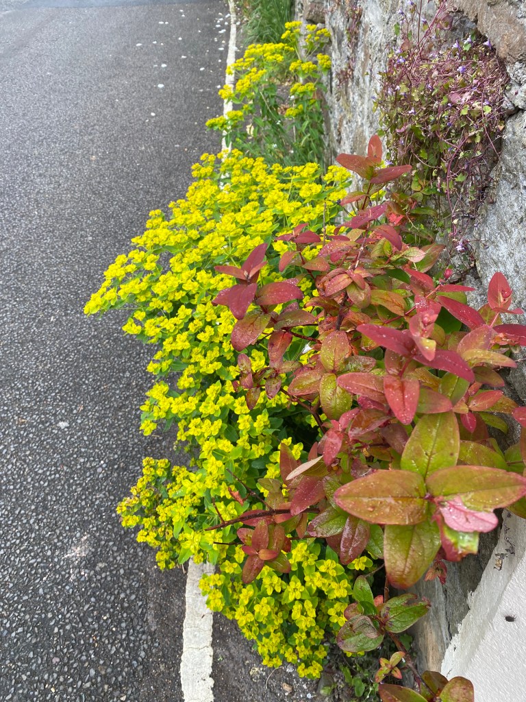 Colourful plants alongside the wall.