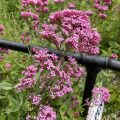 Red Valerian. Morning Meditation: The motto for becoming genuine: nothing is gained by speaking. The goodness of Vimalakirti enters the gate of nonduality. Zen Master Hongzhi Zhengjue