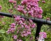Red Valerian. Morning Meditation: The motto for becoming genuine: nothing is gained by speaking. The goodness of Vimalakirti enters the gate of nonduality. Zen Master Hongzhi Zhengjue