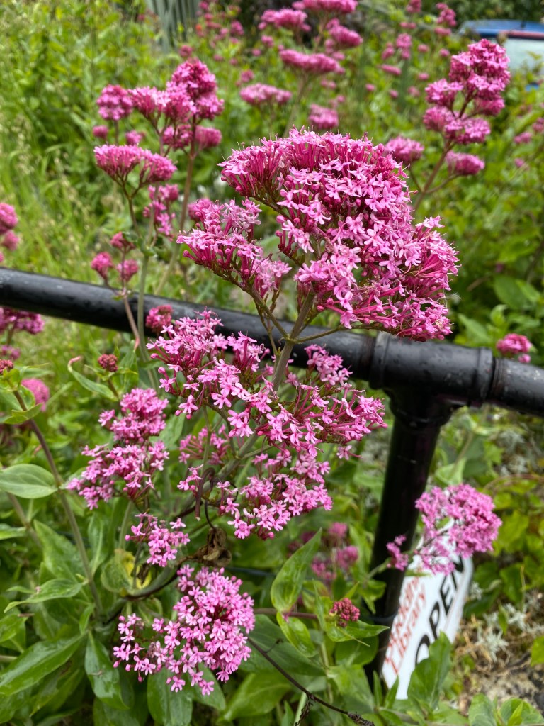 Red Valerian.