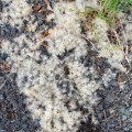 Clematis seeds. Morning Meditation: When we go against the way, we get swept along by the sea of karma vipāka.