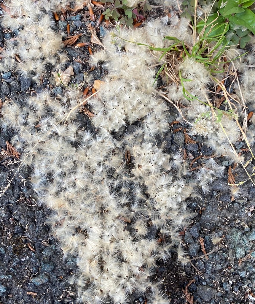 Clematis seeds.