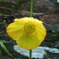 California poppy The way is completely present where you are. 'The Supreme Teaching is Free' by Zen master Dōgen
