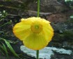 California poppy The way is completely present where you are. 'The Supreme Teaching is Free' by Zen master Dōgen
