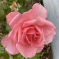 Raindrops decorating a pink rose. Morning Meditation: May all beings discover their inner kindness and use it wisely.