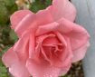 Raindrops decorating a pink rose. Morning Meditation: May all beings discover their inner kindness and use it wisely.