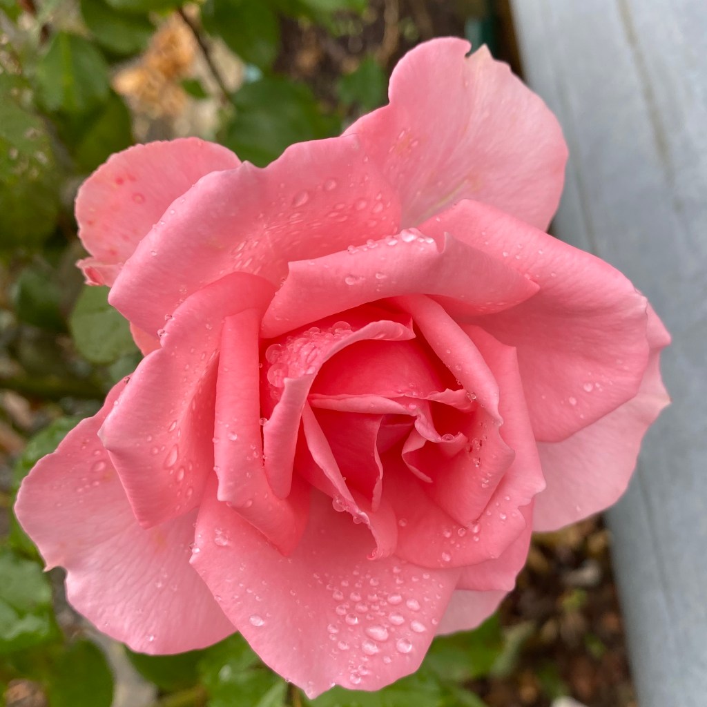 Raindrops decorating a pink rose.