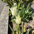 Creamy Tulips. Morning Meditation: Sariputra, it is because this concentration is unthinkable that it does not exist and is not apprehended. Nevertheless, not anyone is not a recipient of the unthinkable concentration, but all beings also are recipients of the unthinkable concentration Manjusri